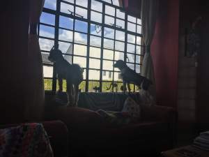 received_421173628711634