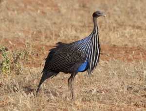 66689784_10162175928865531_4143945224986558464_o