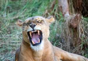 89535619_10163329336370531_2366883221863399424_o