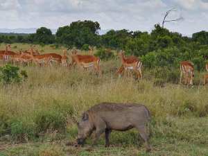 89966442_10156695499350855_3851352897228898304_n