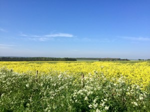 94892187_2893437447404039_7316612939199283200_o